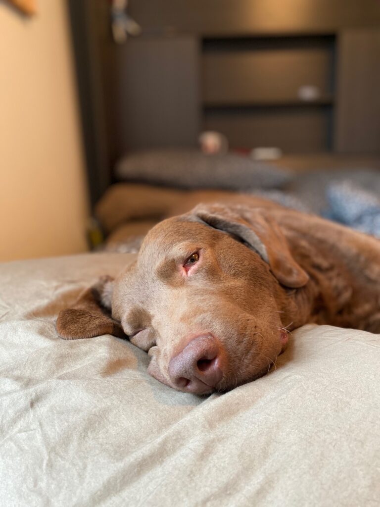 Dog asleep on bed
